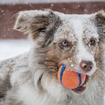 Photo Dog, Australian Shepherd