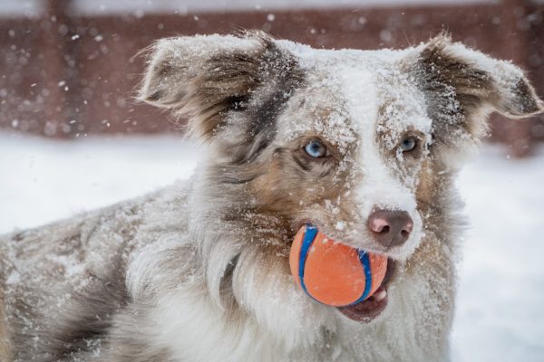 Photo Dog, Australian Shepherd