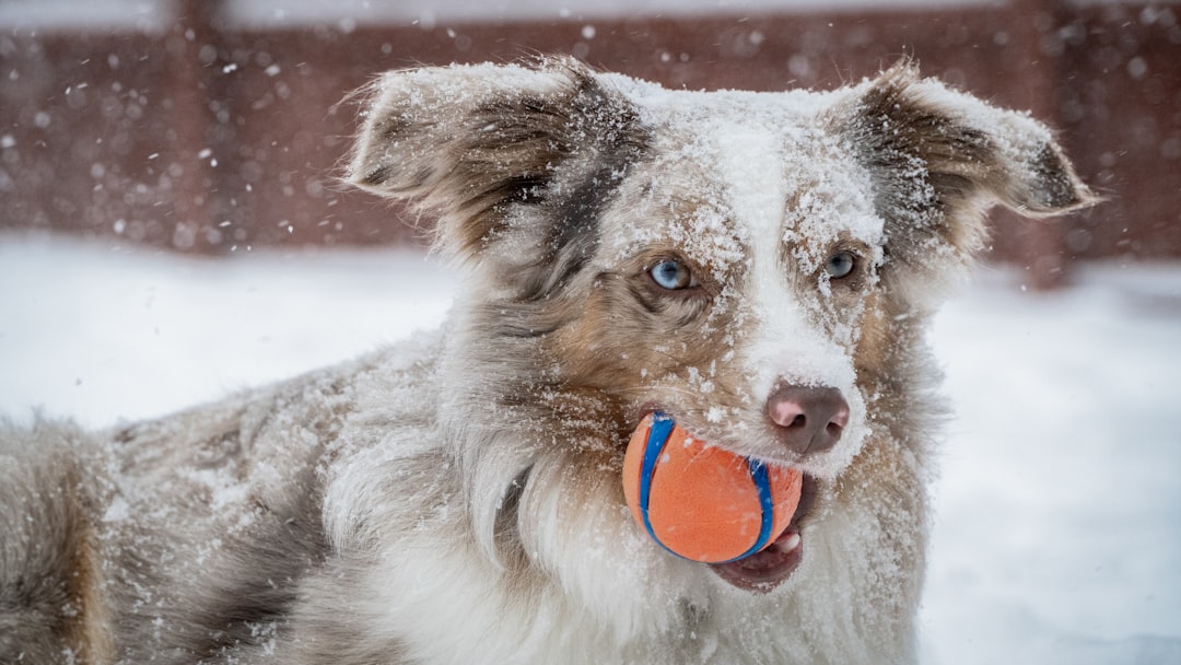 Photo Dog, Australian Shepherd